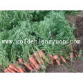 2016 New Season Fresh Carrot